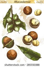 Macadamia Nut Set Of Color Vector Sketches On An Abstract Background