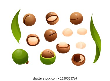 Macadamia nut set, different statements and rotations. Australian nut, healthy food. Whole and cracked nuts, hulled and raw kernels. Constructor for designing. Vector illustration in cartoon style, ob