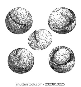 macadamia nut set hand drawn. oil leaf, raw top, view queensland, food layer, core kernel macadamia nut vector sketch. isolated black illustration