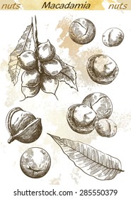 Macadamia Nut Set Of Vector Sketches On An Abstract Background