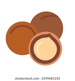 Macadamia nut in shell and without it. Vector illustration isolated on white background, hand drawn, flat design