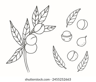 Macadamia nuez boceto dibujado a mano fruta, rama, planta, hojas, Ilustración vectorial aislada de fondo. Gráfico de arte de línea botánica para impresión, etiqueta, logotipo, signo. Ingrediente orgánico de la comida, cosmético, spa 