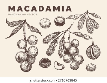 Macadamia nut sketch, a set of hand-drawn vector illustrations on a transparent background.