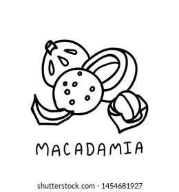 Macadamia nut vector illustration, doodle style. Great as tag/card or logo. 