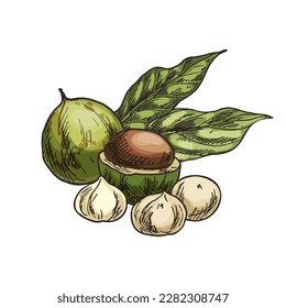 Macadamia nut vector illustration. Sketch of hawaii nut. Clipart of vegan and vegetarian natural food. Isolated sign of bushnut kernel. Agriculture and harvest, botany and nutrition, culinary theme.
