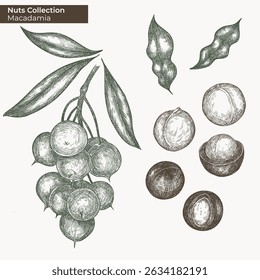 Macadamia Nut vector ink illustration. Detailed sketch drawing of macadamia nut branch plant isolated on background. Elements for packaging design, decor.