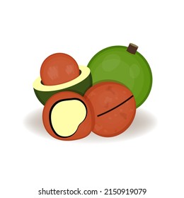Macadamia nuts in cartoon style, vector illustration, realistic isolated nuts for your product, fresh whole, fruits and nuts on a white background