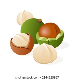 Macadamia nuts with green husk, a fruit cut in half, seed in brown shell, several peeled kernels, isolated on white background vector illustration