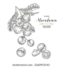 Macadamia nuts. Hand drawn Macadamia branch with nuts and leaves. Fresh and dried nuts set. Vector botanical illustration. Black and white vitage style. 