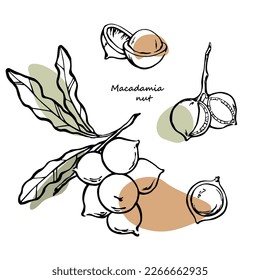 Macadamia nuts hand drawn collection. Macadamia nuts on branch with leaves and shelled nuts line art with abstract color spots. Vector modern design elements set.