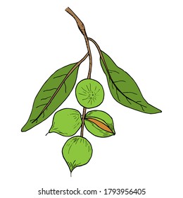 Macadamia nuts hand drawn color linear icon. Thin line branch of macadamia with leaves illustration. Cosmetic, medical plant sketch. Vector single element in doodle style isolated on white background