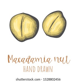 Macadamia nuts hand drawn colored illustration, isolated vector design element.