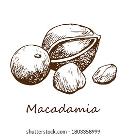 Nueces de macadamia, dibujadas a mano.Dibujo gráfico, elemento aislado