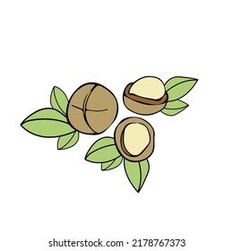 Macadamia nuts with leaves on a white background. Vegetarian, healthy food or snack, vector illustration.