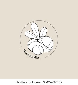 Macadamia nuts with leaves. Outline nut vector icon. Composition for products. Macadamia nut in its shell and a roasted nut. Organic macadamia nuts from plants. Vector illustration