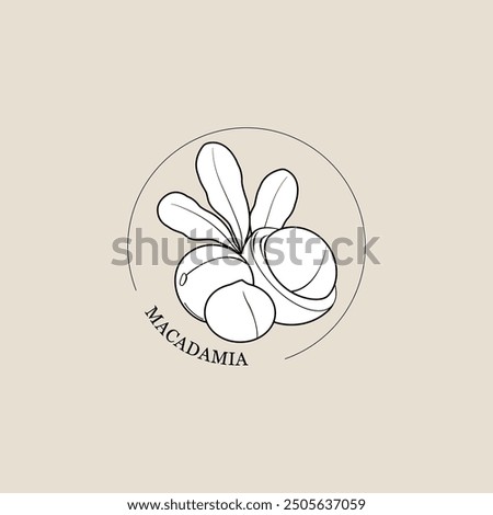 Macadamia nuts with leaves. Outline nut vector icon. Composition for products. Macadamia nut in its shell and a roasted nut. Organic macadamia nuts from plants. Vector illustration