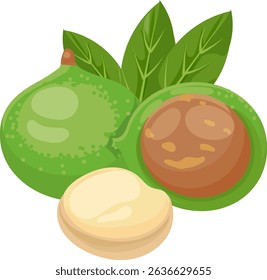 Macadamia nuts with leaves representing the different stages of this healthy snack, from its whole natural shell to the peeled nut ready to be eaten
