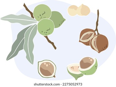 Macadamia nueces moderno conjunto de ilustración de vector plano. Nueces verdes en ramas con hojas, semillas y cáscaras. Colección de elementos de diseño de color Pastel.