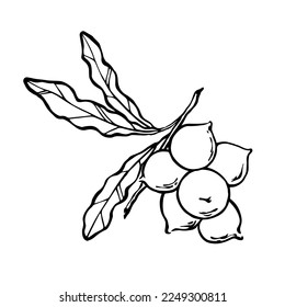 Macadamia nuts on branch with leaves. Vector monochrome outline illustration.