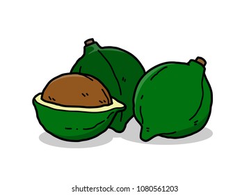 Macadamia Nuts Pericarp Shell, a hand drawn vector cartoon illustration of three macadamia nuts.