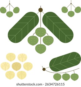 Ilustración vectorial de la planta de nueces de macadamia