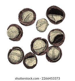 Macadamia nuts set. Hand drawing vector macadamia illustration. 