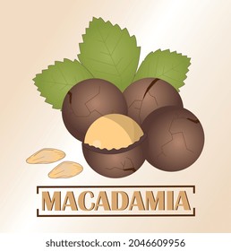 Macadamia nuts in a shell with cracks and leaves on a brown background. The finished image in a flat style. The inscription of the name.