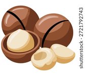 Macadamia nuts vector illustration isolated on a white background