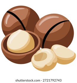Ilustración vectorial de nueces de macadamia aislada sobre un fondo blanco