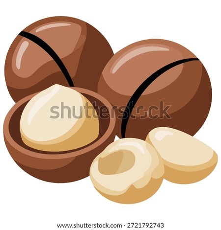 Macadamia nuts vector illustration isolated on a white background