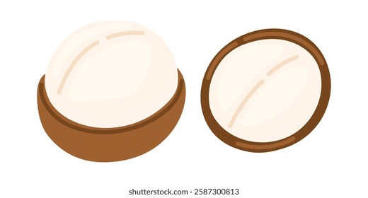 Macadamia nuts. Vegan food ingredients. Vector illustration isolated on white background