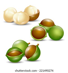 macadamia nuts white background isolated natural organic