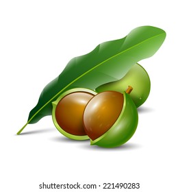 macadamia nuts white background isolated natural organic