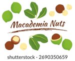 Macadamia nuts with whole nuts, cracked shells and leaves. Perfect for food packaging design, recipe illustrations, healthy eating concepts.