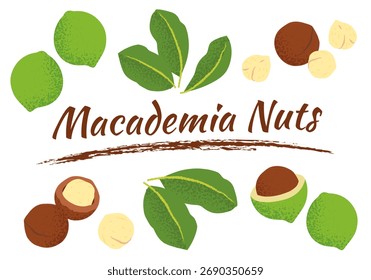 Coleção vetorial de nozes de macadâmia, incluindo nozes inteiras, cascas rachadas, grãos e folhas. Perfeito para design de embalagem de alimentos, ilustrações de receitas, conceitos alimentares saudáveis.