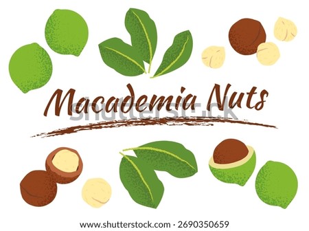 Macadamia nuts with whole nuts, cracked shells and leaves. Perfect for food packaging design, recipe illustrations, healthy eating concepts.