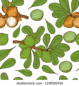 Macadamia. Plant. Fruit, leaves, branch. Background, texture, wallpaper, seamless. Sketch. Color