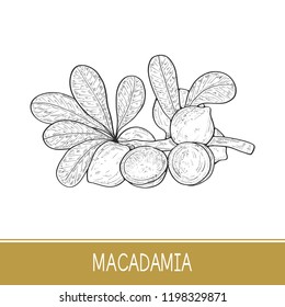 Macadamia. Plant. Leaf, branch, fruit. Sketch.