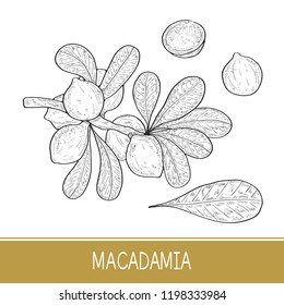 Macadamia. Plant. Leaf, branch, fruit. Sketch. Set