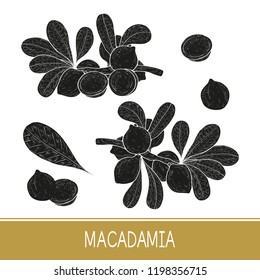 Macadamia. Plant. Leaf, branch, fruit. Set. Black silhouette on white background.
