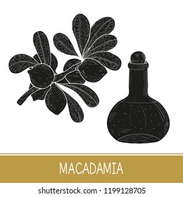 Macadamia. Plant. Leaf, branch, fruit. Bottle with oil. Set. Black silhouette on white background.