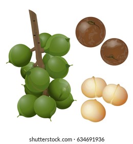 Macadamia plant, nuts and peeled kernels / Part of macadamia branch with the fruits, nuts in the shell and peeled nuts

