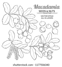 macadamia plant vector