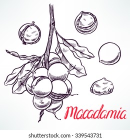 macadamia sketch tree branch with fruits. hand-drawn illustration