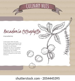 Macadamia tetraphylla aka macadamia branch and nuts sketch on cardboard background. Culinary nuts series. Great for traditional medicine, perfume design, cooking or gardening.