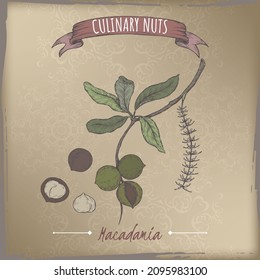 Macadamia tetraphylla aka macadamia branch and nuts color sketch on vintage background. Culinary nuts series. Great for traditional medicine, perfume design, cooking or gardening.