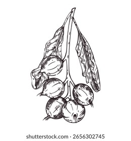 Macadâmia, um galho de árvore com folhas e nozes, desenhado à mão em tinta. Ilustração vetorial para impressão em cosméticos embalagens de alimentos rótulos de têxteis de cozinha. Ilustração vetorial