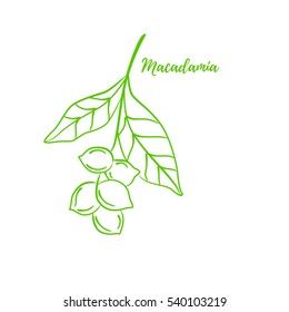 Macadamia vector graphic illustration. Drawing a tree branch australian nuts with green leaves. Picture can be used for packaging design organic cosmetic products, oil and snack, healthy vegan food