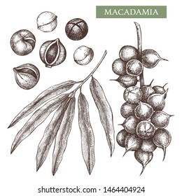 Macadamia vector illustrations. Hand drawn food drawing. Nut trees sketch collection. Organic vegetarian product. Perfect for recipe, menu, label, packaging, Vintage set with nuts, leaves, branches.