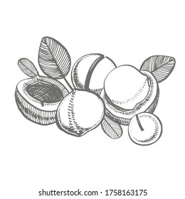 Macadamia vector illustrations. Hand drawn food drawing. Nut trees sketch collection. Organic vegetarian product. Perfect for recipe, menu, label, packaging, Vintage set with nuts, leaves, branches.